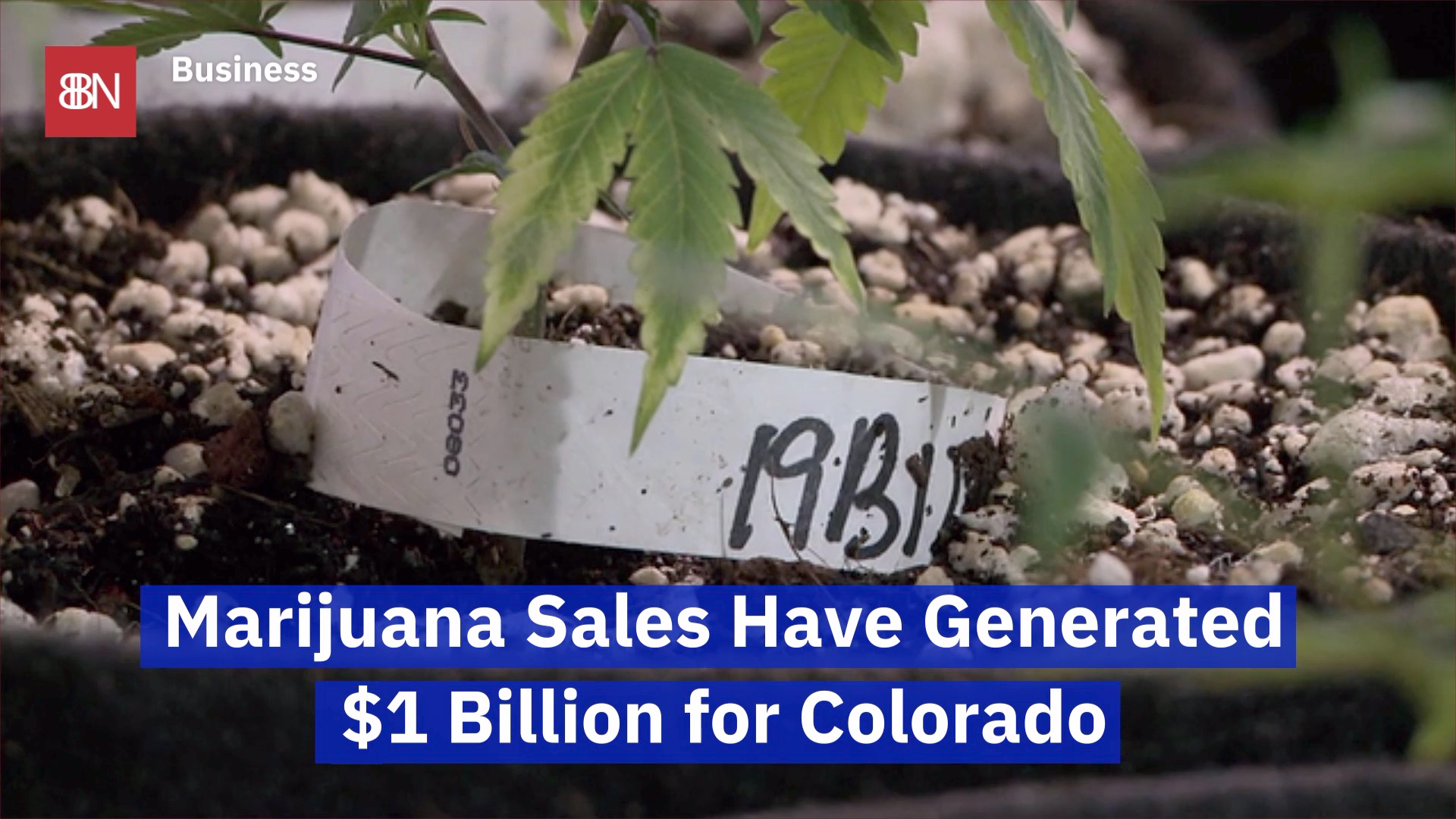 Colorado Rakes In the Marijuana Money