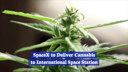 SpaceX Takes Cannabis Off World